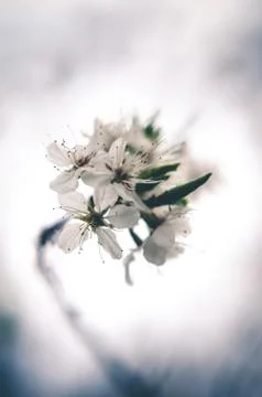 White flowers in the spring time. Stock Photos