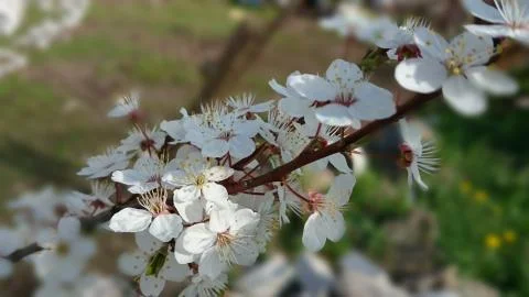 White flowers in spring time Stock Photos