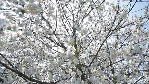 White flowers on the spring tree. Blooming tree. Stock Footage 129572940