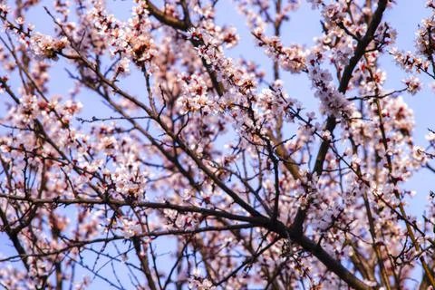 White flowers on spring tree branch Stock Photos
