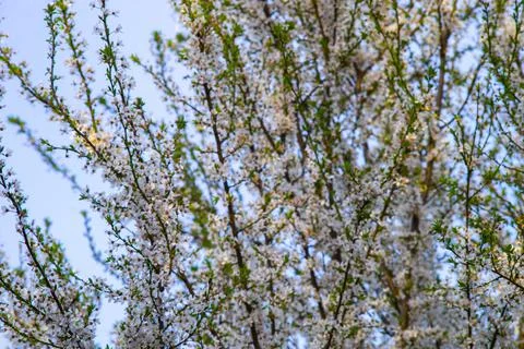 White flowers on spring tree branch Stock Photos