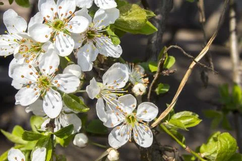 White flowers on spring tree branch Stock Photos