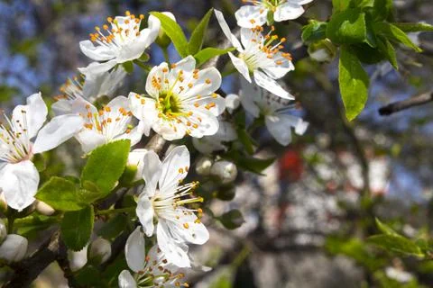 White flowers on spring tree branch Stock Photos
