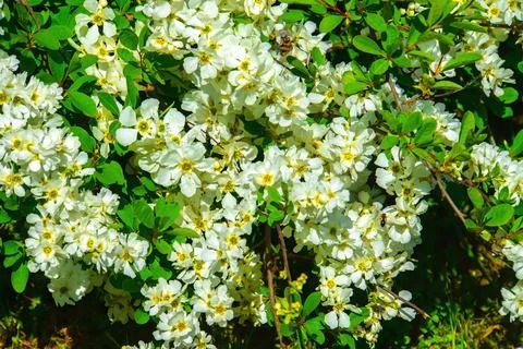 White flowers on spring tree branch Stock Photos