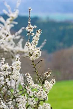 White flowers in the spring on the tree 库存照片