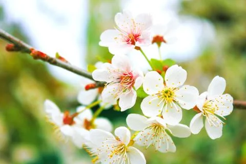 White flowers on spring tree Stock Photos