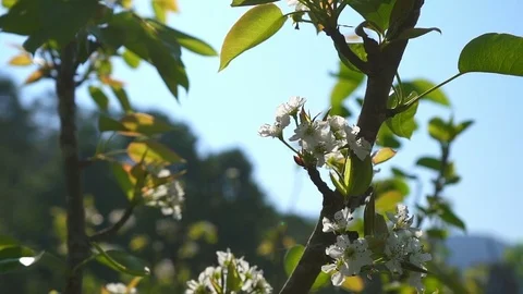 White flowers in springtime Stock Footage 83072279