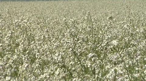 White flowers, static shot Stock Footage 8509758