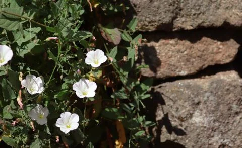 White flowers on a stone wall background. Close-up. Stock Photos
