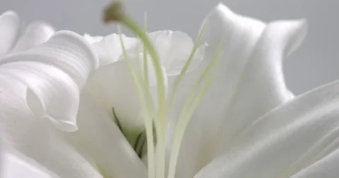 White flowers in studio video shoot Stock Footage 76280304