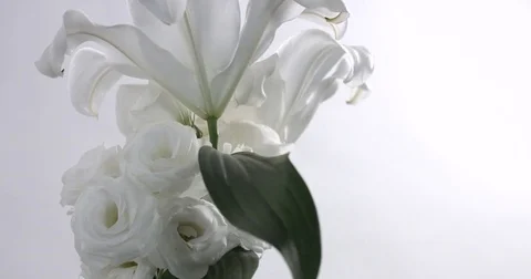 White flowers in studio video shoot Stock Footage 76280308