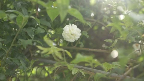 White flowers in sun Stock Footage 91144544