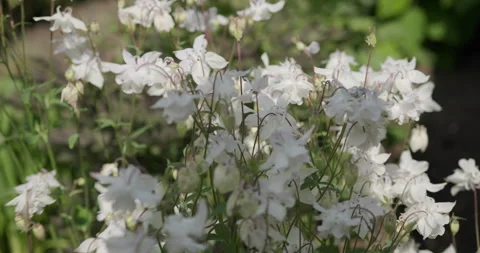 White flowers in the sun Video stock 242490888