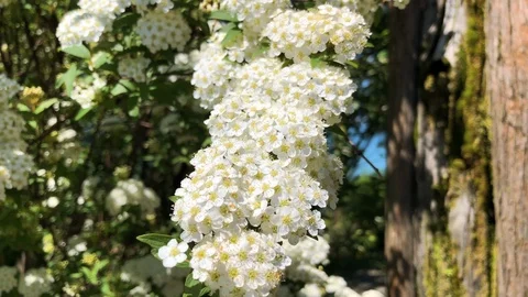 White Flowers in Sun Lights Close Up Stock Footage 112245953