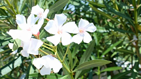 White flowers in sunlight Stock Footage 33926138
