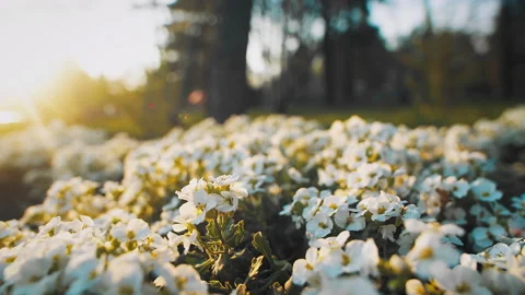 White flowers at sunset sun rays Stock Footage 203218111
