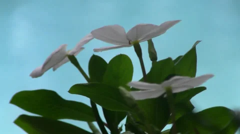 White flowers sway in breeze cloudy windy day outdoors clear blue water backdrop Video stock 36622706