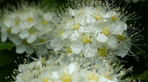White flowers sway Stock Footage 5747229
