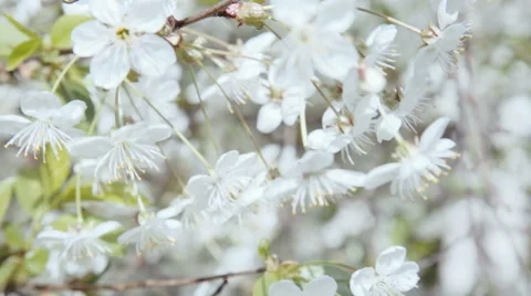 White flowers swaying in the wind 스톡 동영상 50225341