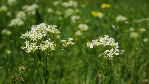 White flowers sways the wind in the spring meadow Stock Footage 108216161