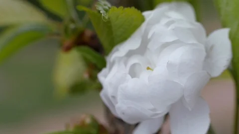 White flowers of sweet cherry in the spring. Close-up Stock-Footage 107739333