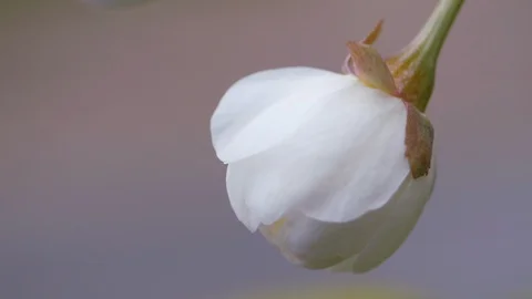 White flowers of sweet cherry in the spring. Close-up Stock-Footage 107739577