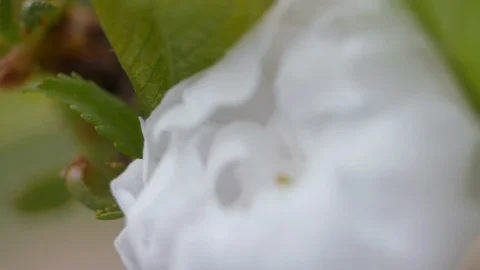 White flowers of sweet cherry in the spring. Close-up Stock-Footage 107740056