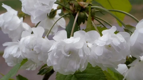 White flowers of sweet cherry in the spring. Close-up Stock-Footage 107740189
