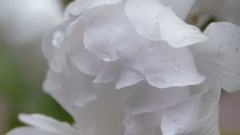 White flowers of sweet cherry in the spring. Close-up Stock Footage 108053764