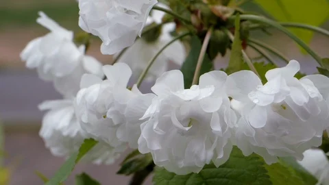 White flowers of sweet cherry in the spring. Close-up Stock Footage 108053920