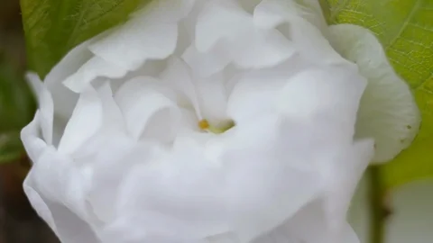 White flowers of sweet cherry in the spring. Close-up Stock Footage 108331196