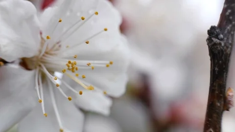 White flowers of sweet cherry in the spring. Close-up Stock Footage 108332467