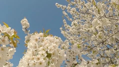 White flowers of Sweet Cherry tree are in full bloom against blue sky, camera Stock Footage 340073575