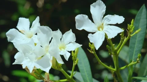 White flowers of the Tabernaemontána tree (Tabernaemontána), Argentina Stock Footage 263193776