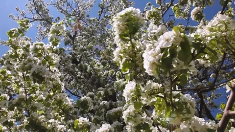 White flowers on a tall tree.Apple blooming tree. Stock Footage 169767005