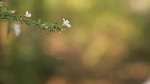 White flowers on a thin stalk 動画素材 46182106