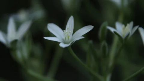 White flowers Time lapse Stock Footage 75704817