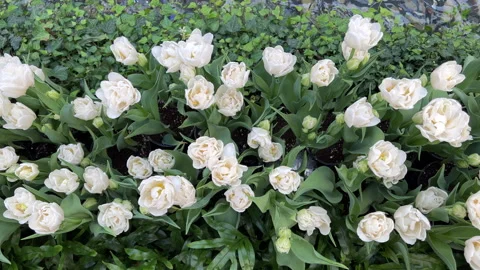 White flowers top view interior garden Vidéo 197010566