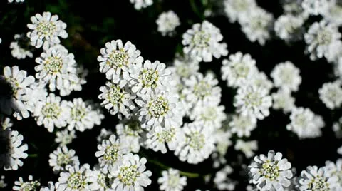 White Flowers (Topview) Stock Footage 10887477