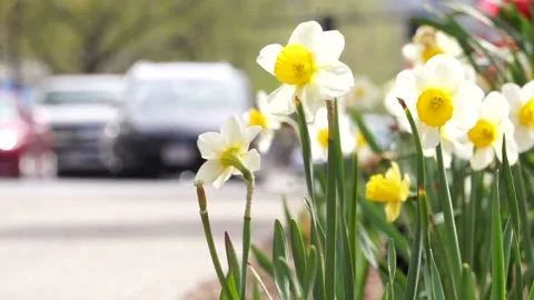 WHITE FLOWERS TRAFFIC Stock Footage 195954743