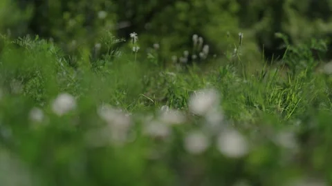 White flowers trambling on the wind, changing focus Stock Footage 236705870