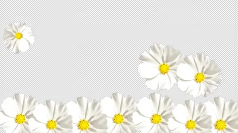 White flowers transition Stock Footage 151740494