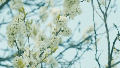 White flowers on a tree 2 Stock-Footage 107822153