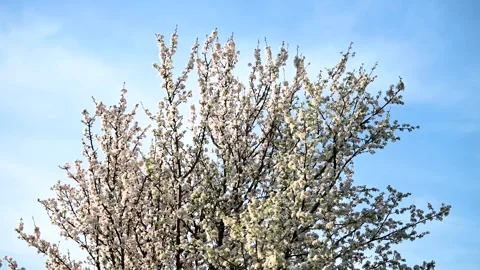 White flowers on tree. Blooming fruit tree in nature. Stock Footage 308330391