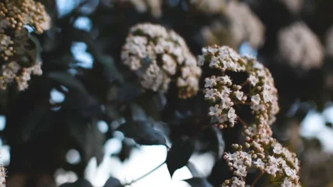 White Flowers on a Tree Blowing in the Wind Stock Footage 76369277