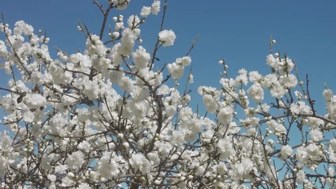 White flowers on tree on blue sky with bees Stock Footage 87908353