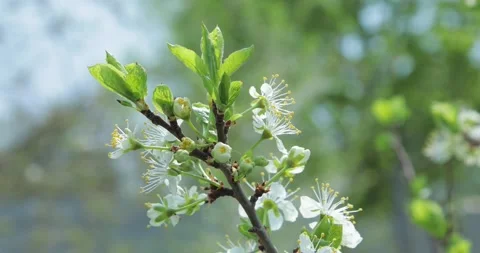White flowers on a tree branch, beautiful spring flowers Stock Footage 153998601