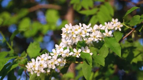 White flowers on a tree branch, a summer day with a blue sky Stock Footage 130616481