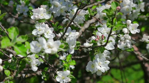 White flowers on tree branches. Stock Footage 49825136