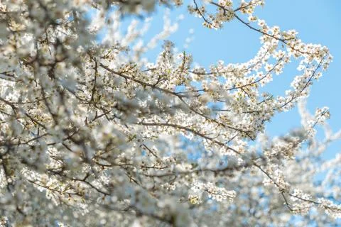 White flowers on tree branches. Spring blossom. Warm atmosphere. Fotos Stock